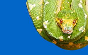 Müthiş Python, yeşil ağaç pitonu HD duvar kağıdı