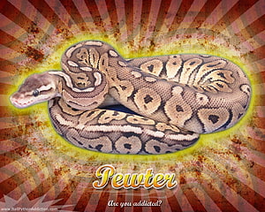 – Ball Python Addiction – www.BallPythonAddiction Tapeta HD