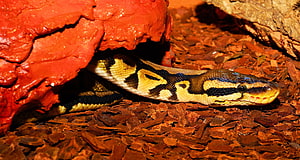 Royal Python Full이라고도 알려진 Ball Python과 HD 월페이퍼