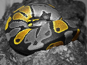 Ball Python for , 50 Ball Python Full HD 월페이퍼