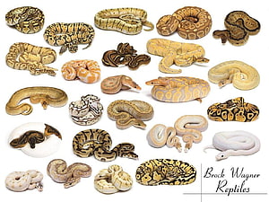 Ball Python Tła Tapeta HD