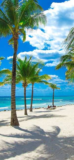 Beach, sea, palm trees, tropical, clouds, sunshine 1080x1920, palm beach HD phone wallpaper