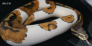 Piebald Ball Python Tapeta HD